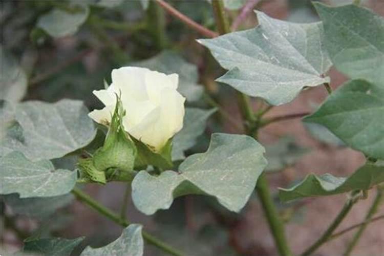 棉花花铃期一米高的棉花如何滴水施肥