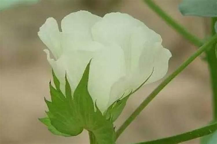 棉花掐顶后如何控旺