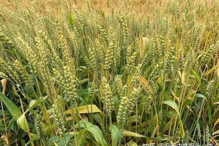 小麦贪青晚熟怎么办？