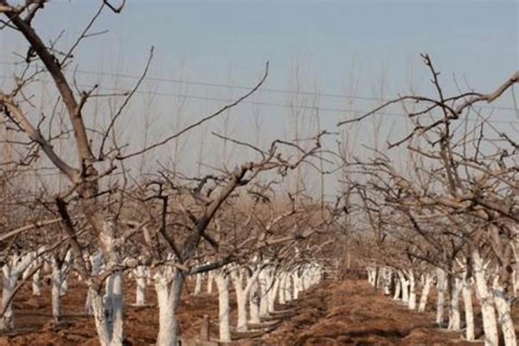 磷肥与尿素能不能混合