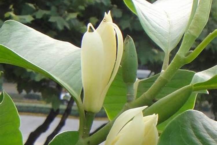 白兰花用什么肥料最好(白兰花怎么施肥长得快开花多)