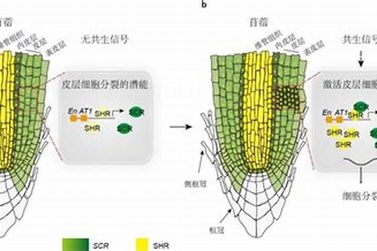为什么豆类植物不需要施氮肥