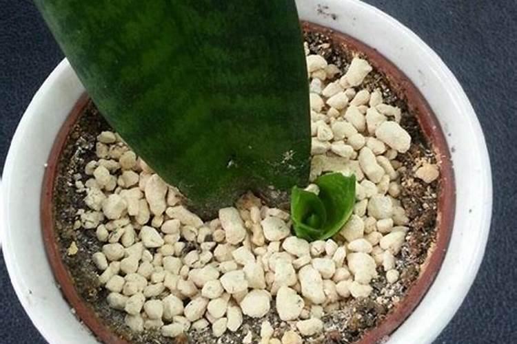 虎皮兰施什么肥好