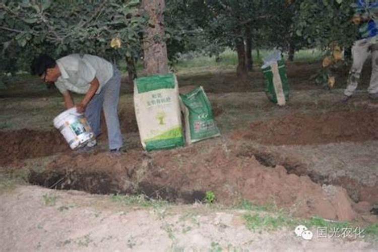 盛果期苹果园如何施肥