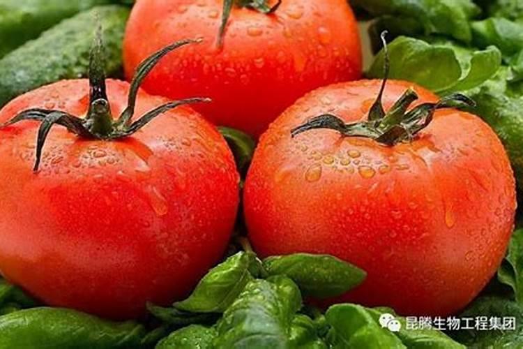 西红柿氮肥过量怎么办