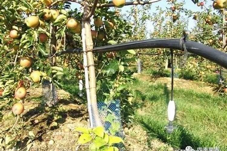 在花生后期,喷施磷酸二氢钾为什么能增产？还有哪些需要注意的地方...