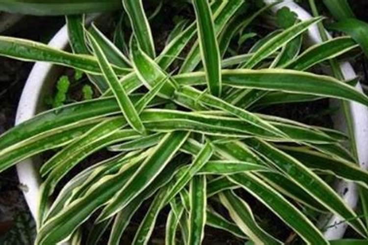 金边吊兰用什么肥料最好