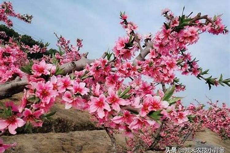 旱地美仁心开花期间,喷啥叶面肥珍产