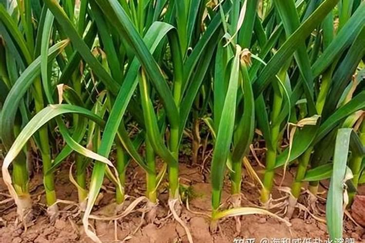 深圳溉朴水溶肥怎么样