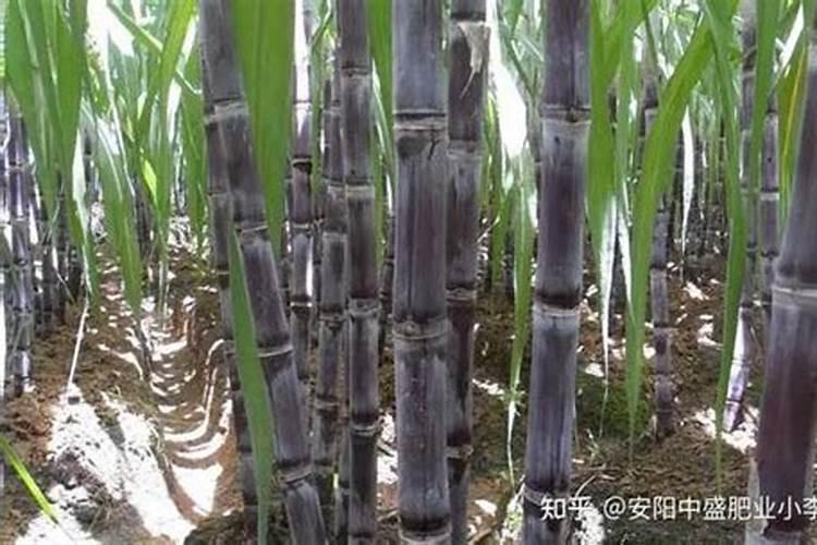 甘蔗最佳增甜方法