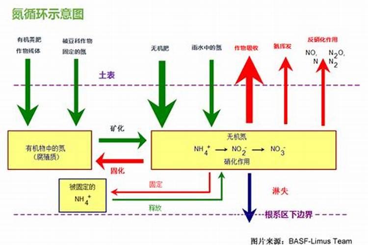 青汁有什么作用与功效