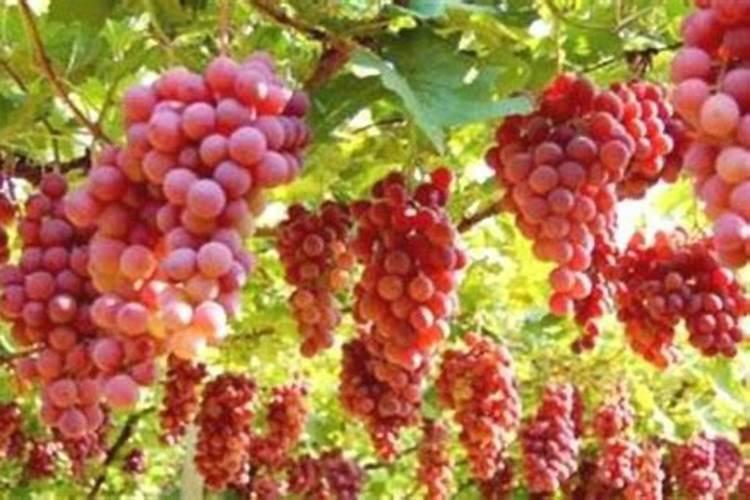 自家种的葡萄树施什么肥好