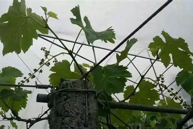 葡萄补钙最佳时间(给葡萄补钙季节什么钙肥最好)