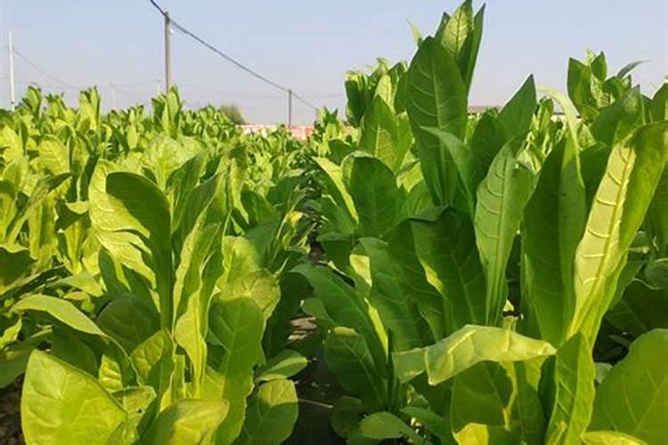 烟叶选土施肥需要注意什么 烟叶的整地与施肥技巧介绍