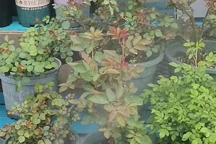 月季花怎么施肥