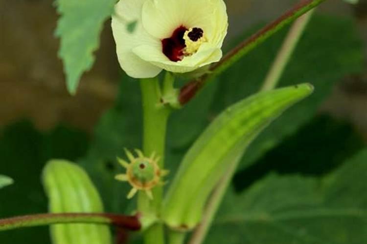 秋葵开花结果期施三个15复合肥好吗？