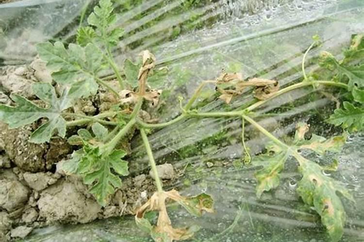 种西瓜除钾肥外还有什么能使西瓜更甜