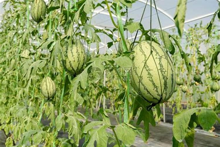 西瓜坐瓜后根部发黄,什么原因导致的？该如何解决？