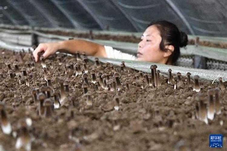 香菜底肥用什么肥料好 底肥施肥作用与方法