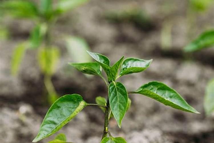 钙镁硼锌钾肥最简单三个步骤