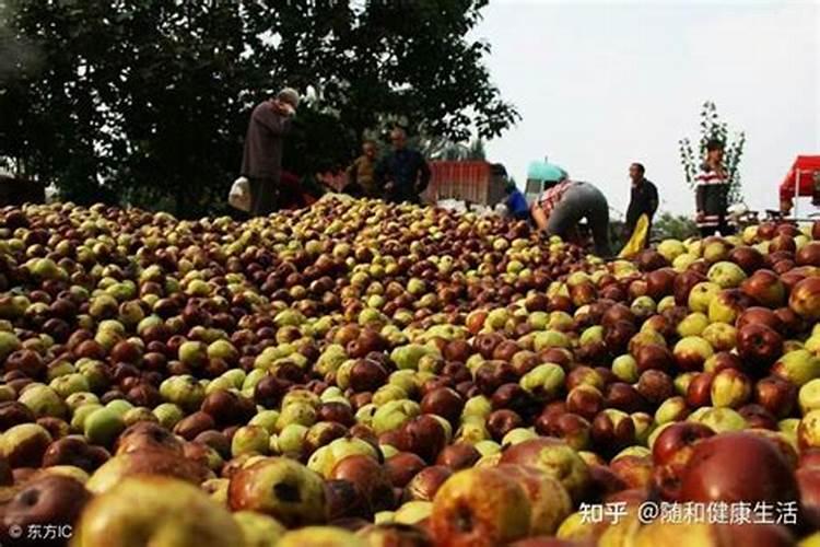 亚磷酸钾控旺什么时候打效果最好？