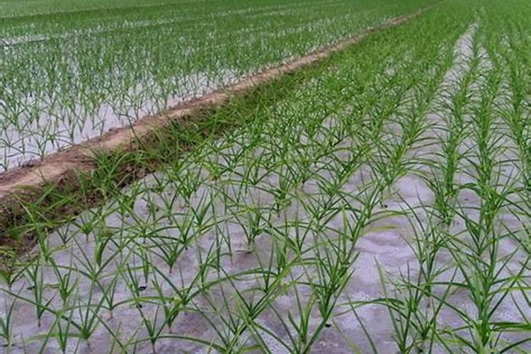 蒜苗生长期能用冲施肥啊怎么用啊