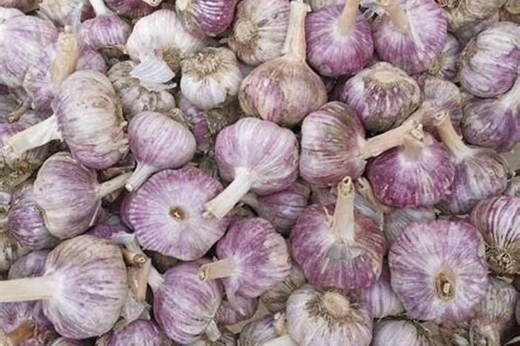 罗布泊复合肥的特点是什么？在大蒜种植过程中有哪些优势？