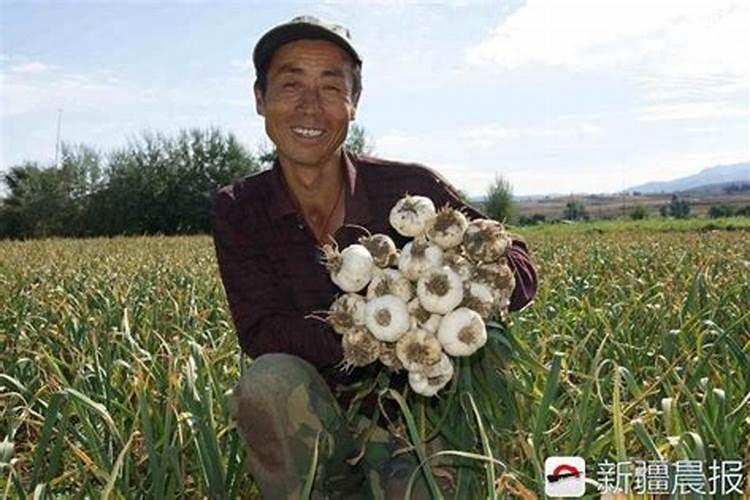 大蒜专用复合肥排名前十的有