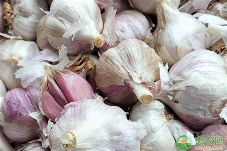 金沂蒙大蒜肥料价格表