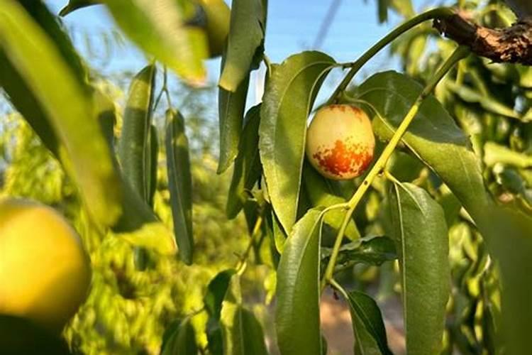 冬枣树什么时候开始使用钾肥？