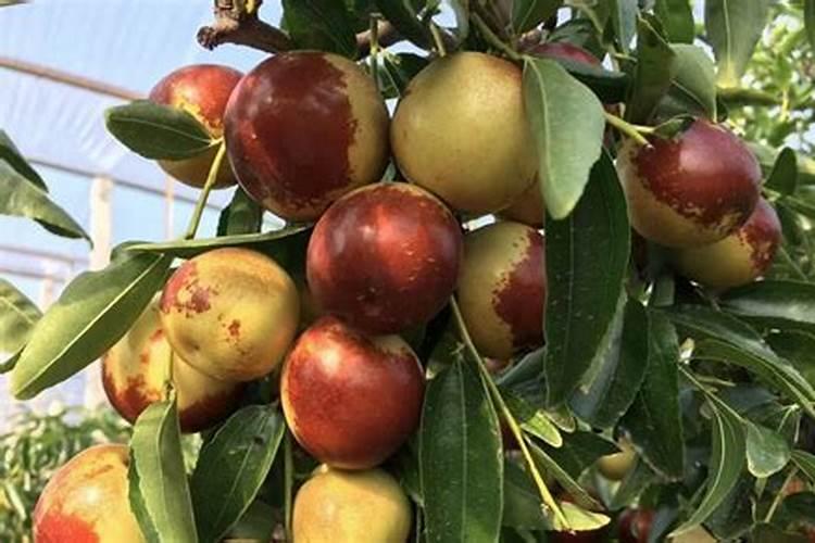 枣树什么时候施肥最好 枣树的施肥时间