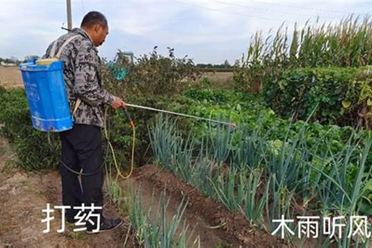 小麦叶面肥喷施时间