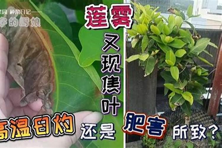 莲雾的催花保果技术