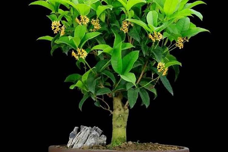 桂花树开花后如何养护盆土疏松开花多