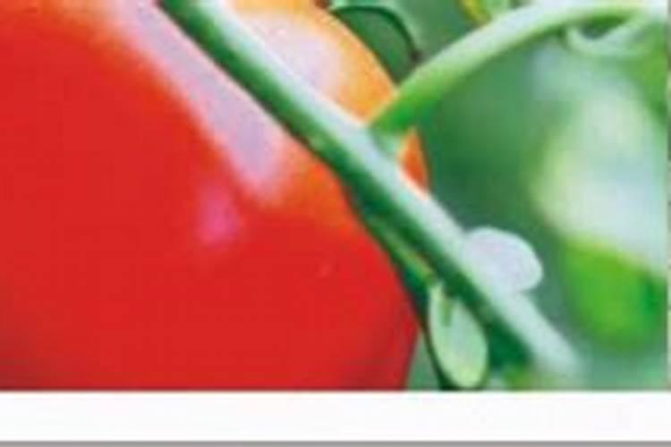 番茄膨果期用什么肥料好