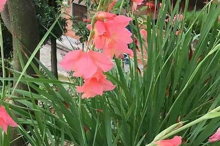 剑兰几片叶子后会长花剑