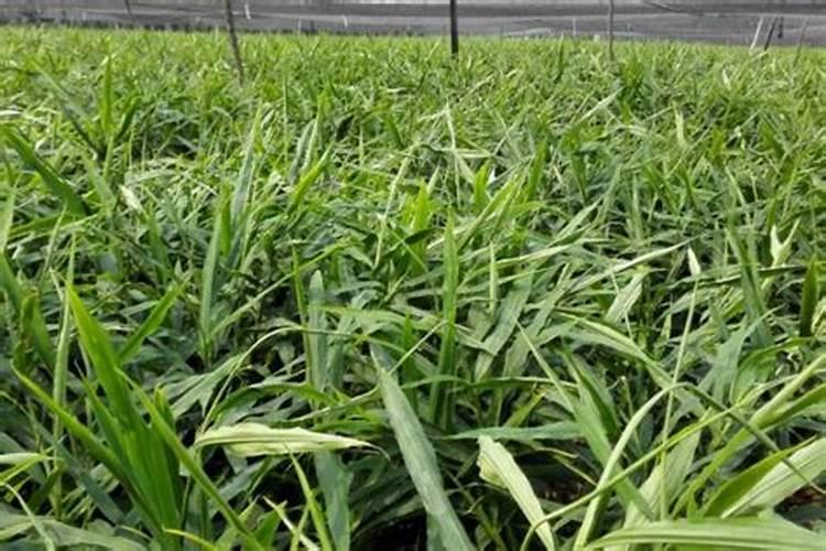 生姜苖期施什么化肥好 生姜怎么施肥