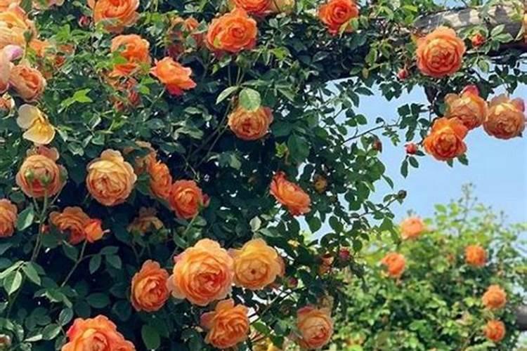 藤本月季什么时候施肥