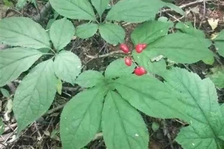 黄腐酸钾的使用方法