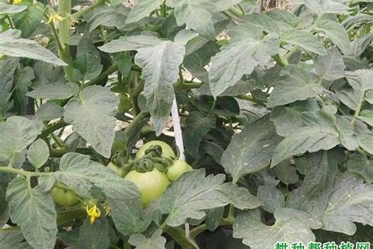 番茄施什么肥料最好