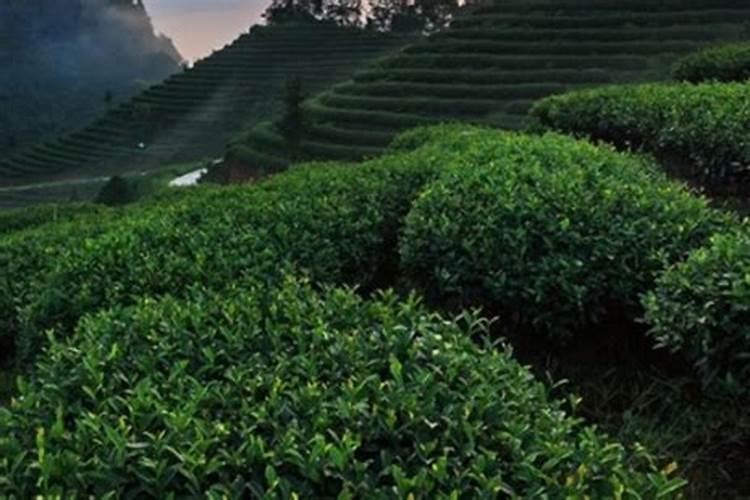 茶叶采摘前可否喷叶面肥