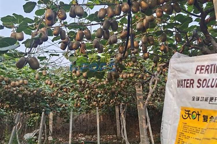 七月份猕猴桃喷什么叶面肥可以使果子可以使果面干净？