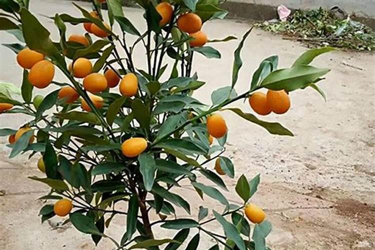 金桔树用什么肥料最好