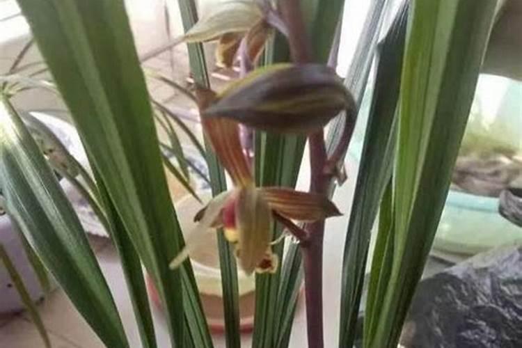 兰花什么时候施肥最好,兰花施肥用什么肥最好(氮磷钾肥)