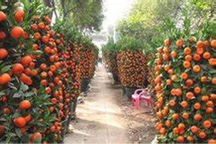 水溶肥≠冲施肥!千万别再搞混了!