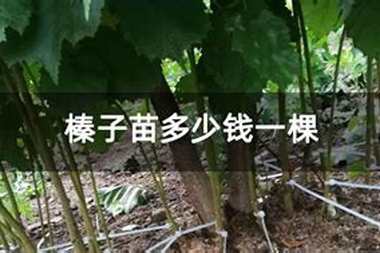 磷酸二氢钾,流体硼,糖醇钙适用于榛子吗？