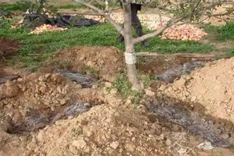 水溶肥果树灌根正确方法