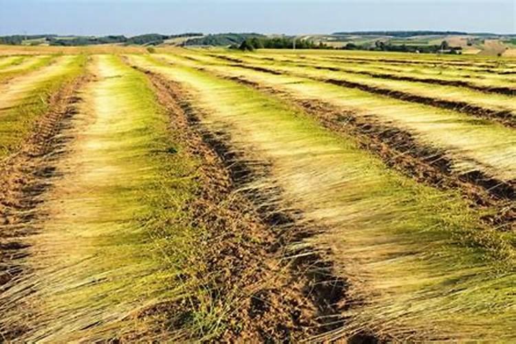 亚麻籽能在河南省种植么？