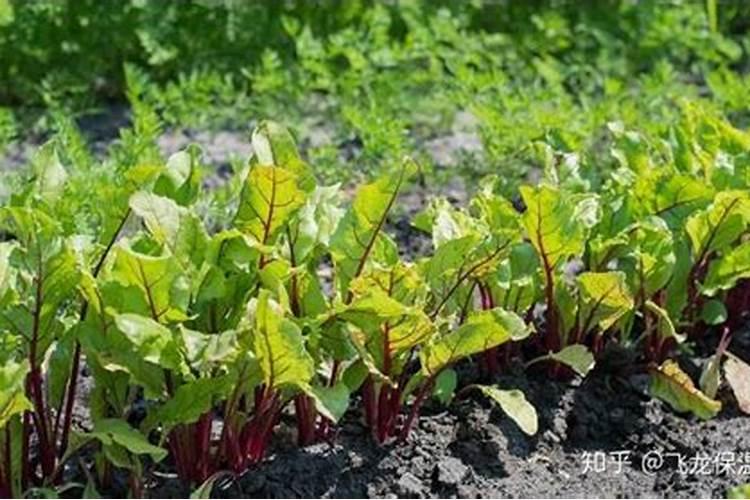 [垄作甜菜高产高糖栽培技术]甜菜栽培技术