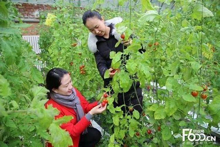 鲍芹鲍芹的特点